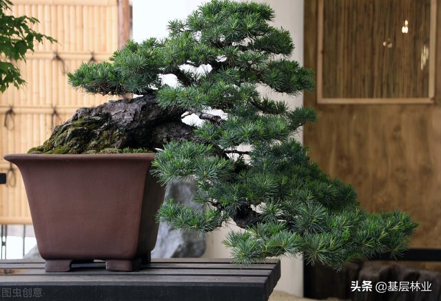 北方高杆黄杨沂蒙山小叶瓜子黄杨,大型高杆小叶黄杨