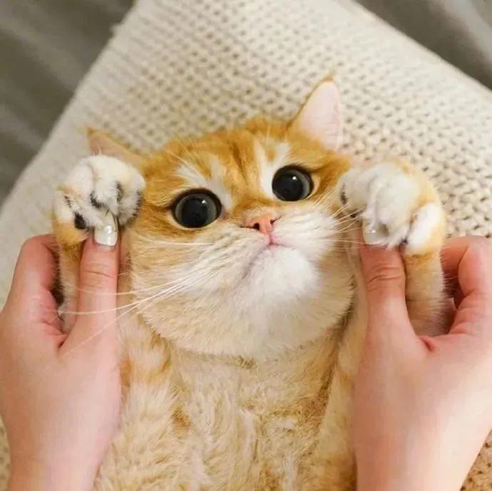 近期敲可爱的微信头像大合集,微信头像真人孩子可爱超萌可保存