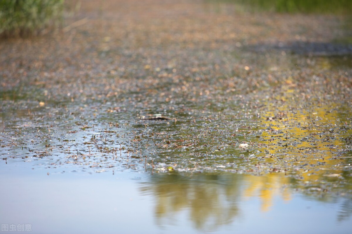 饲料鱼和粮食鱼谁优谁劣？——简析改善养殖鱼的肉质和味道