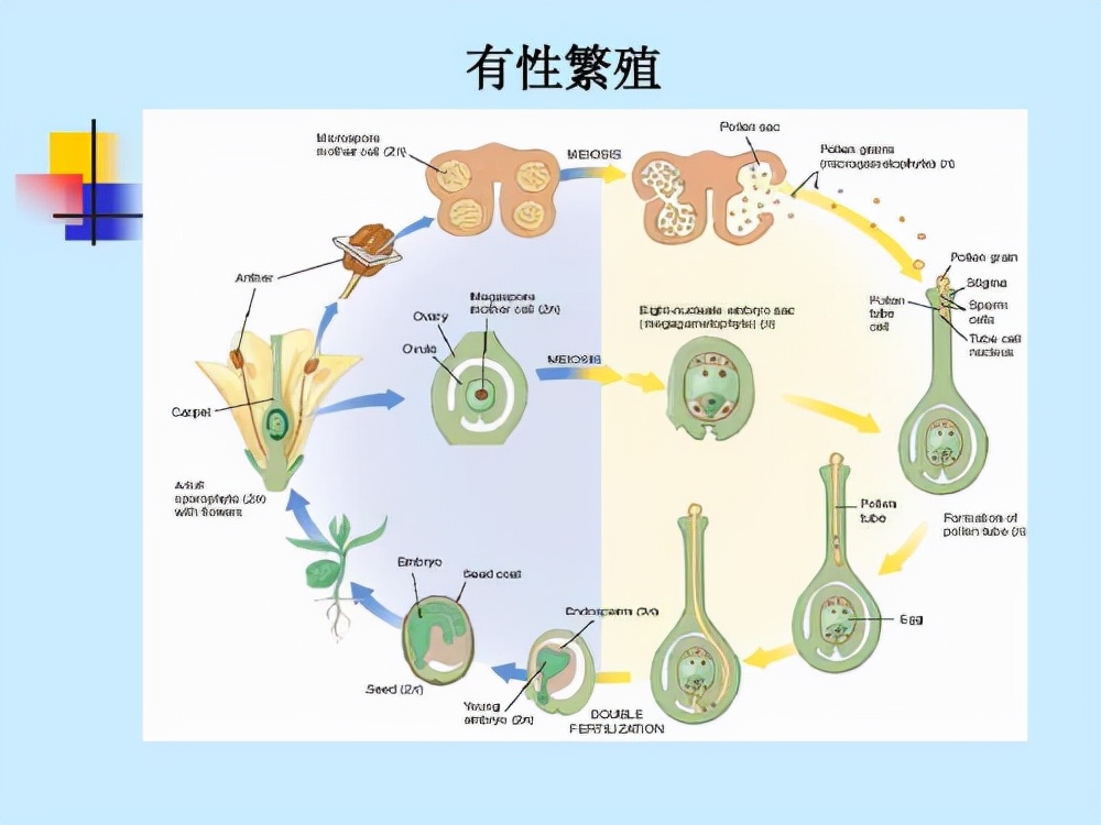 自然界什么动物活的时间最长,什么动物成年时间最长