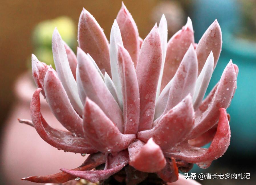 仙女杯多肉怎么养成粗壮,多肉仙女杯最佳状态