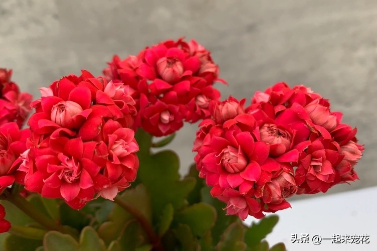 哪种长寿花比较好养,带你认识几种最值得入手的长寿花