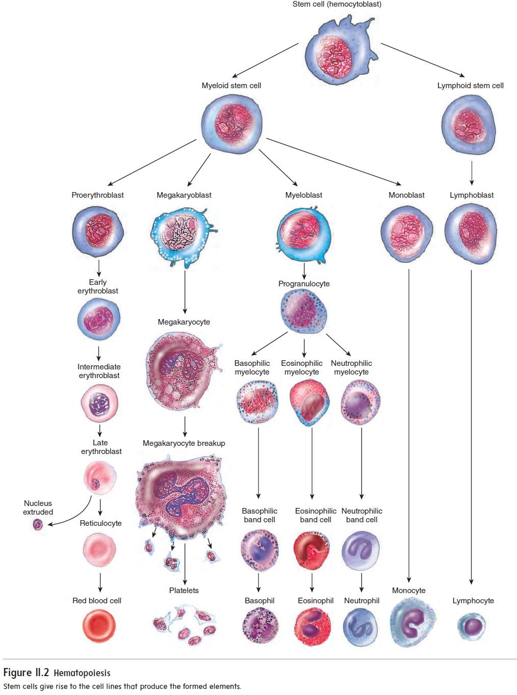 生物学是什么,生物学是什么学科