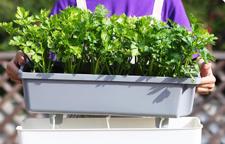 夏天阳台种植不生虫害蔬菜排名,蔬菜种植除虫小妙招