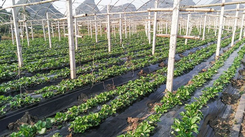 2022桂林周边摘草莓区域,桂林摘草莓的地方