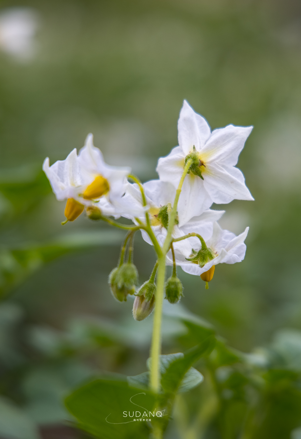 甘肃定西被评为不适宜居住地,甘肃定西薯都简介
