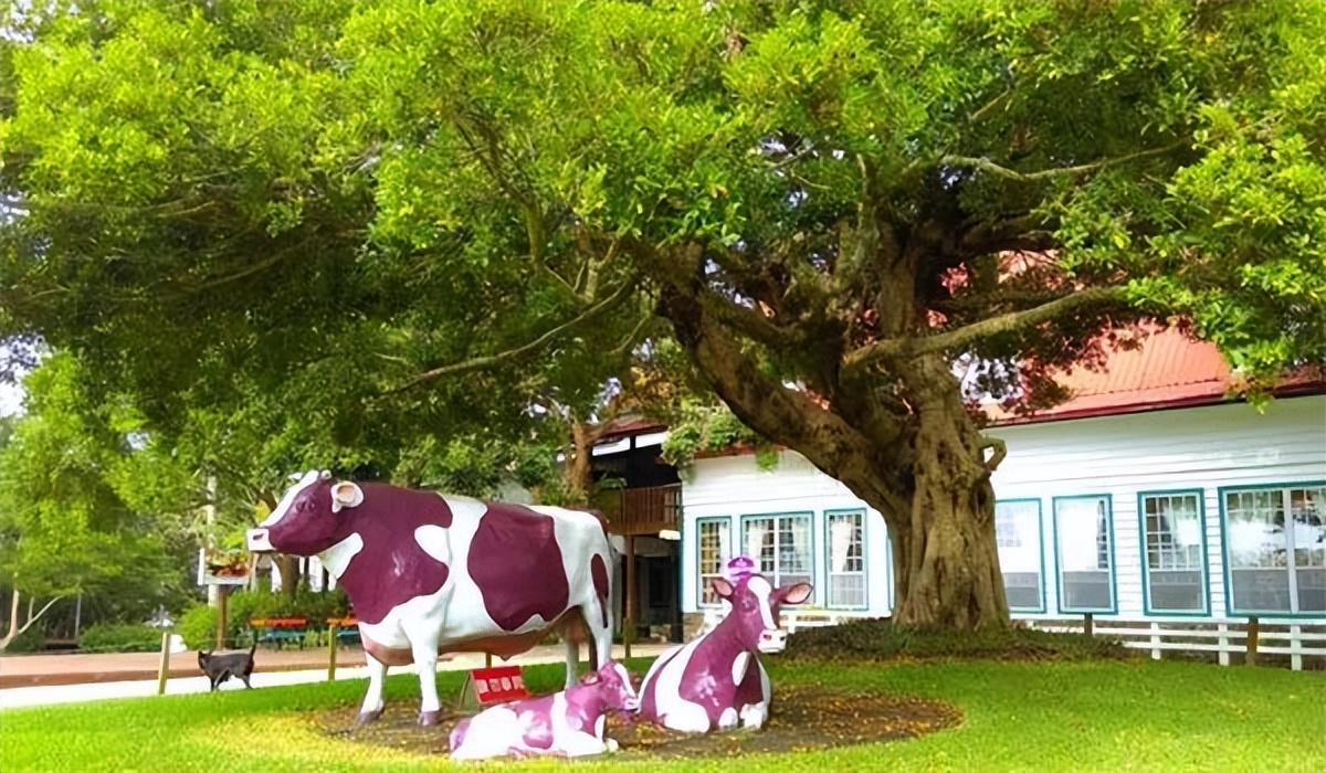 台湾飞牛牧场的创意之处,台湾飞牛牧场图片大全