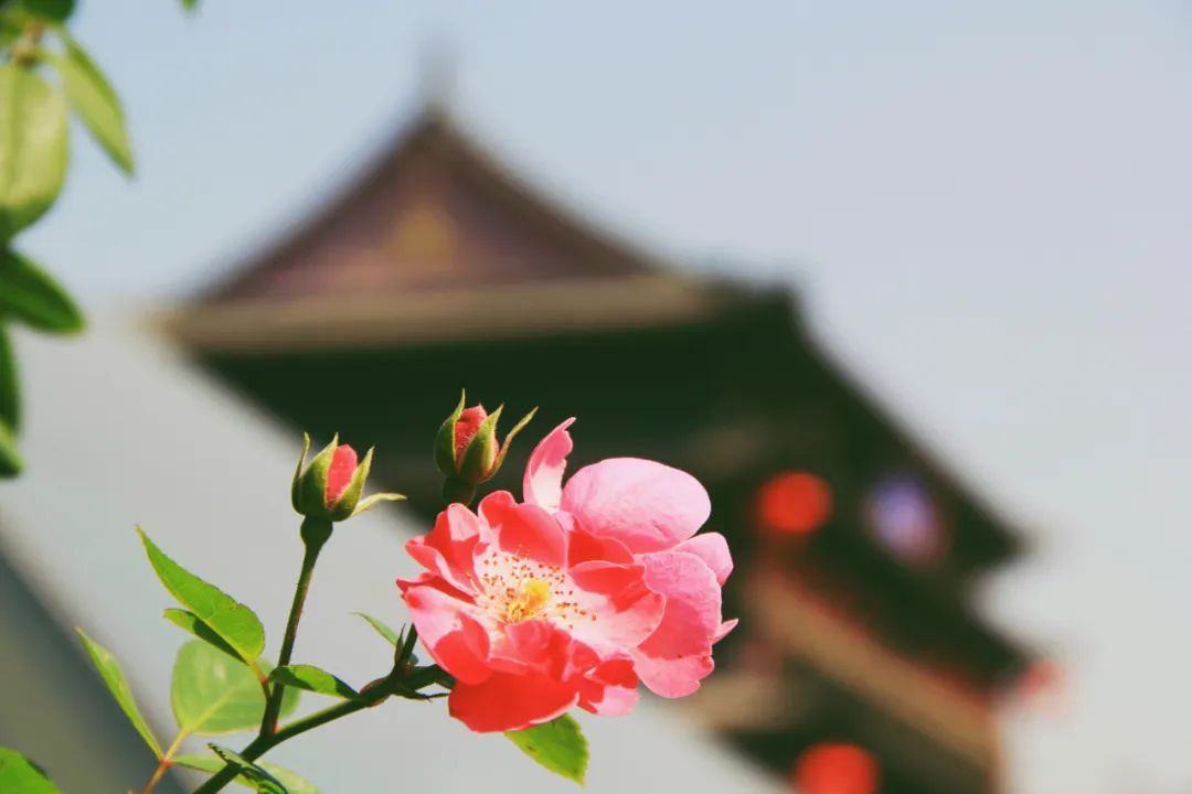 120句中华名著经典再忙也要背下来,100篇名著经典语录