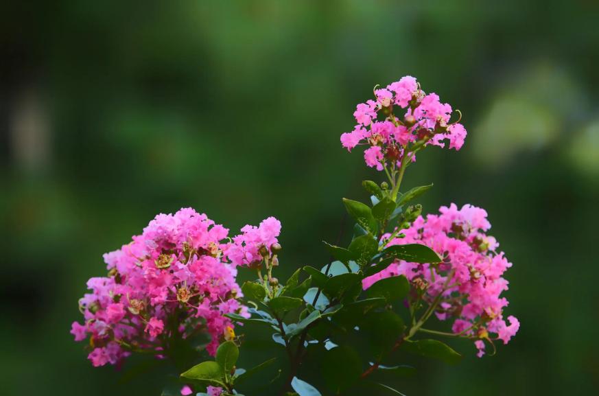 一树紫薇花,一树一树的紫薇花开