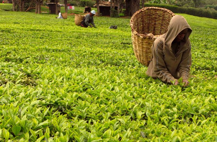 80个神奇的真实照片，不高兴的狗子，崎岖的铁路，倒立劈叉拉筋