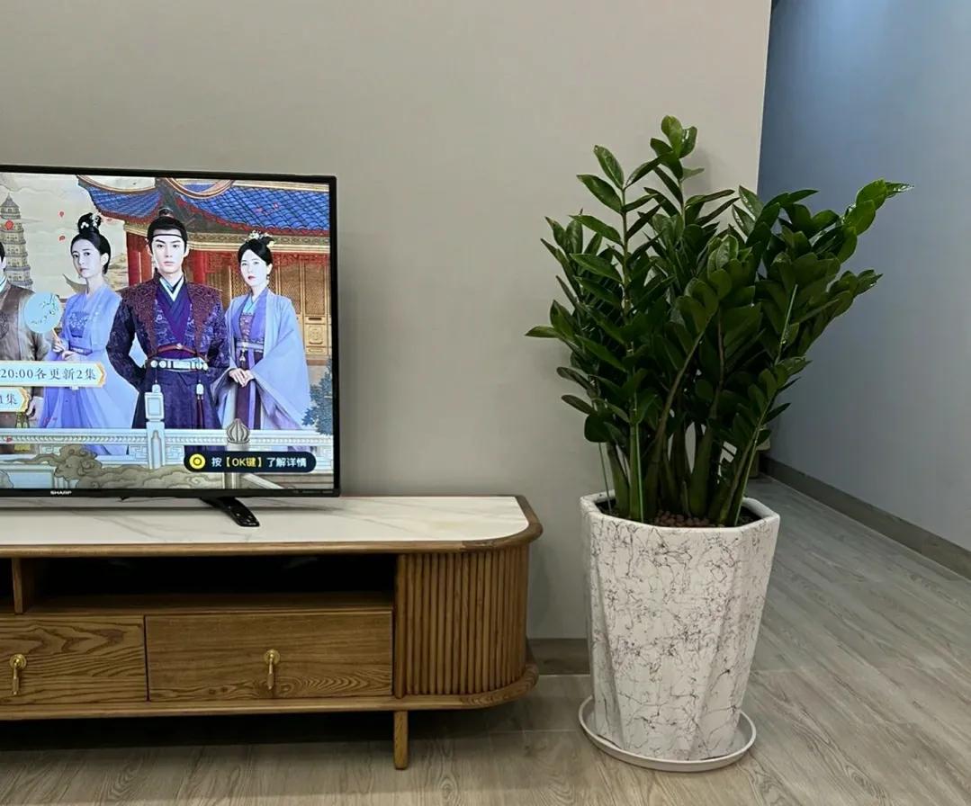 室内不见阳光比较好养的花有哪些,室内适合养什么花或植物对身体好