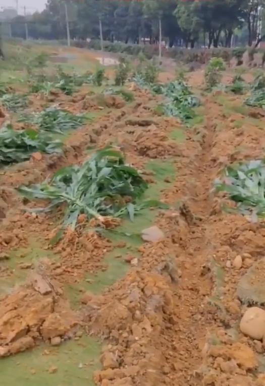 挖呀挖呀挖原版搞笑视频,挖呀挖呀挖抖音搞笑