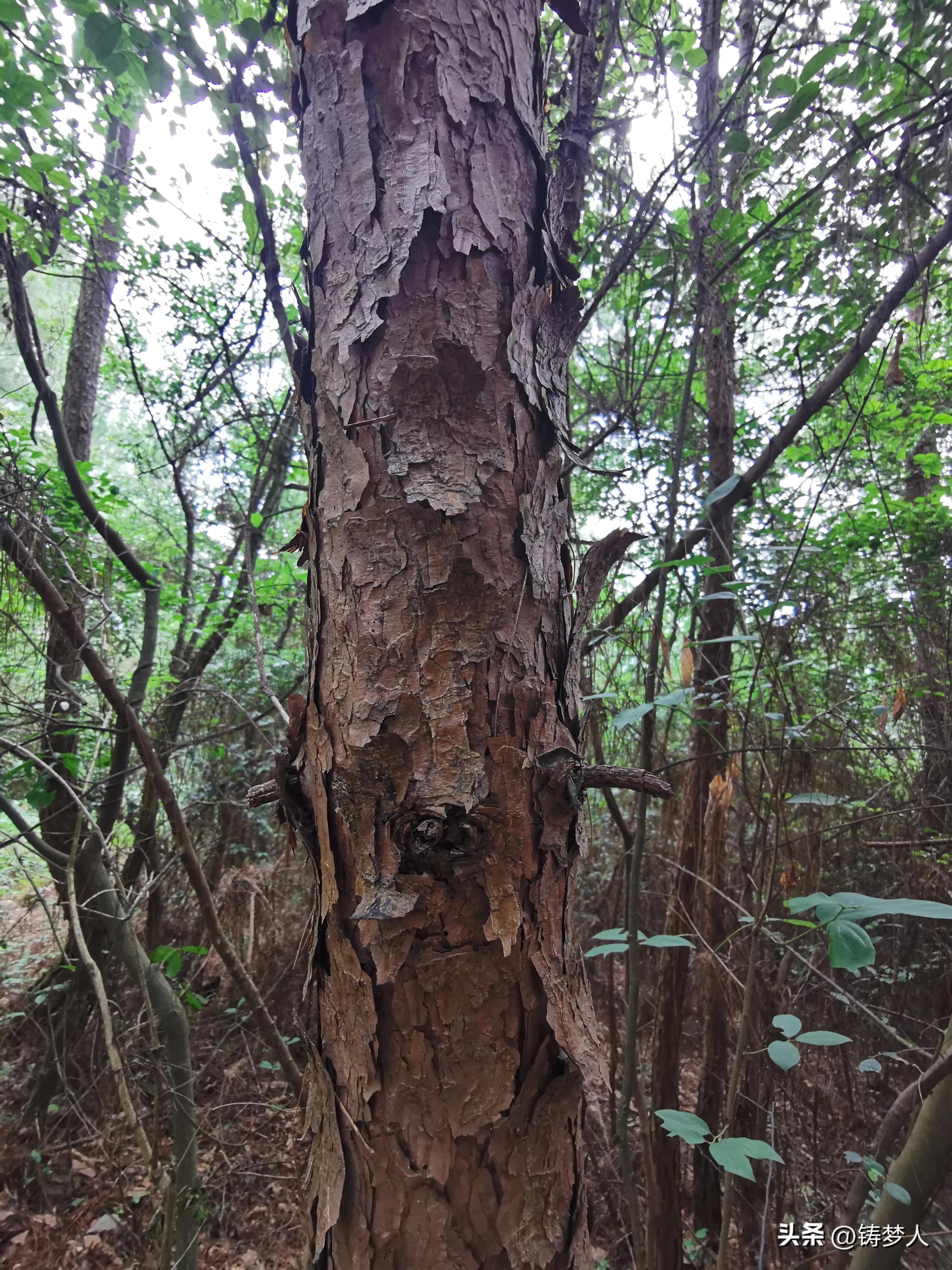 分享手机里的美照,手机拍照技术干货分享
