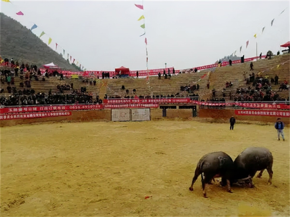 贵州牛王出战三江,牛王昆山所有视频