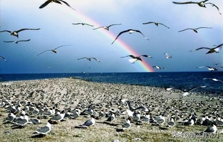 遇见青海最美的湖,遇见美丽的青海湖