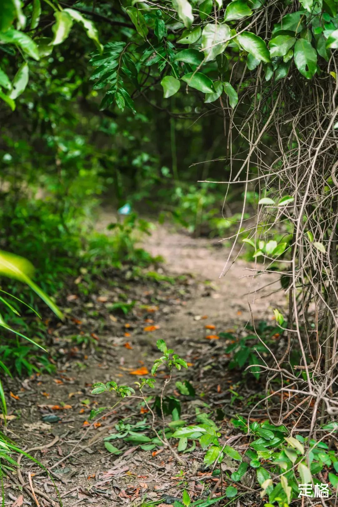 深圳十条景美徒步路线推荐,深圳水库徒步路线图
