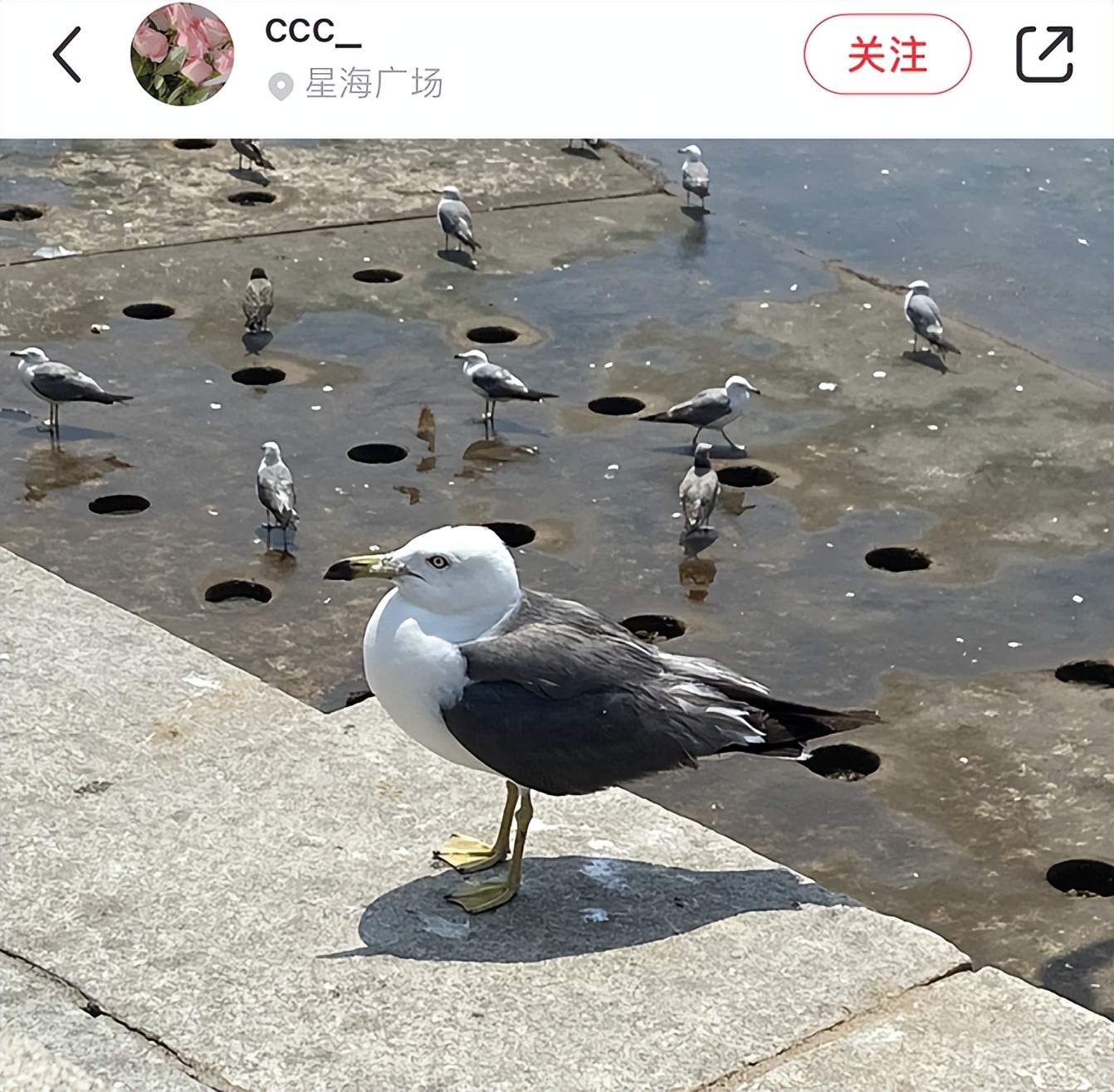 喂过一次大连海鸥，人类就要为自己的弱小羞愧