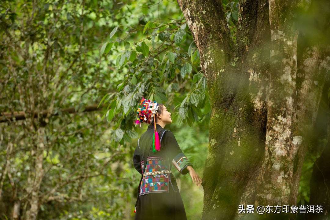 寻茶季,寻茶之旅易武终结篇