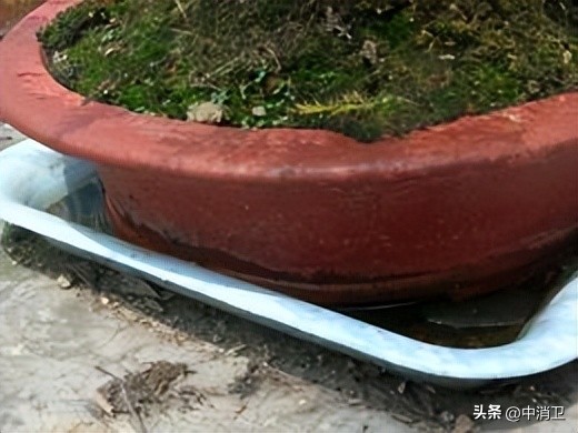 虫害控制的最新标准,虫害控制预防分哪几个阶段