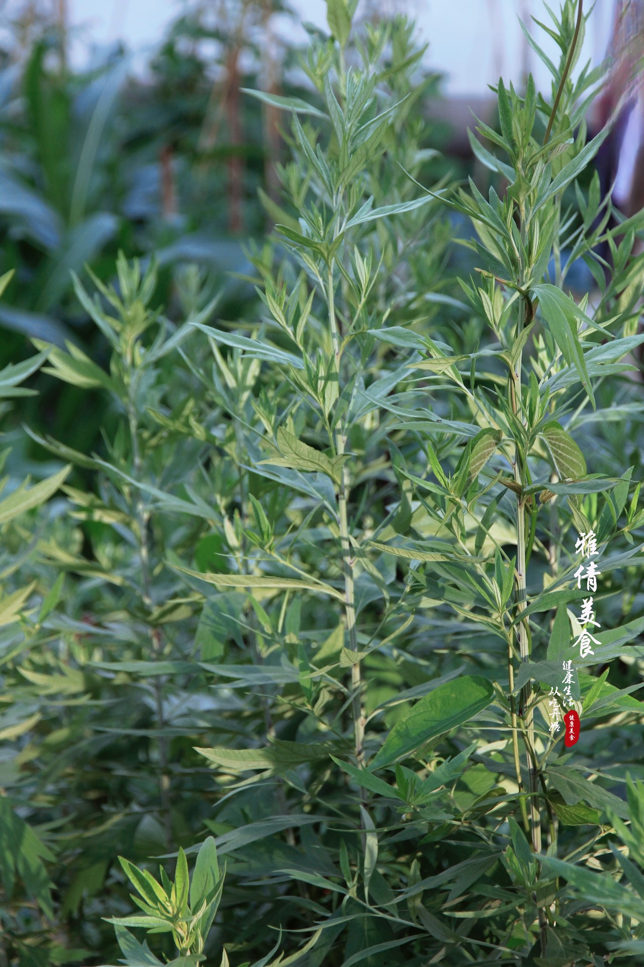 端午节必备神草,端午节最有效的草是什么草
