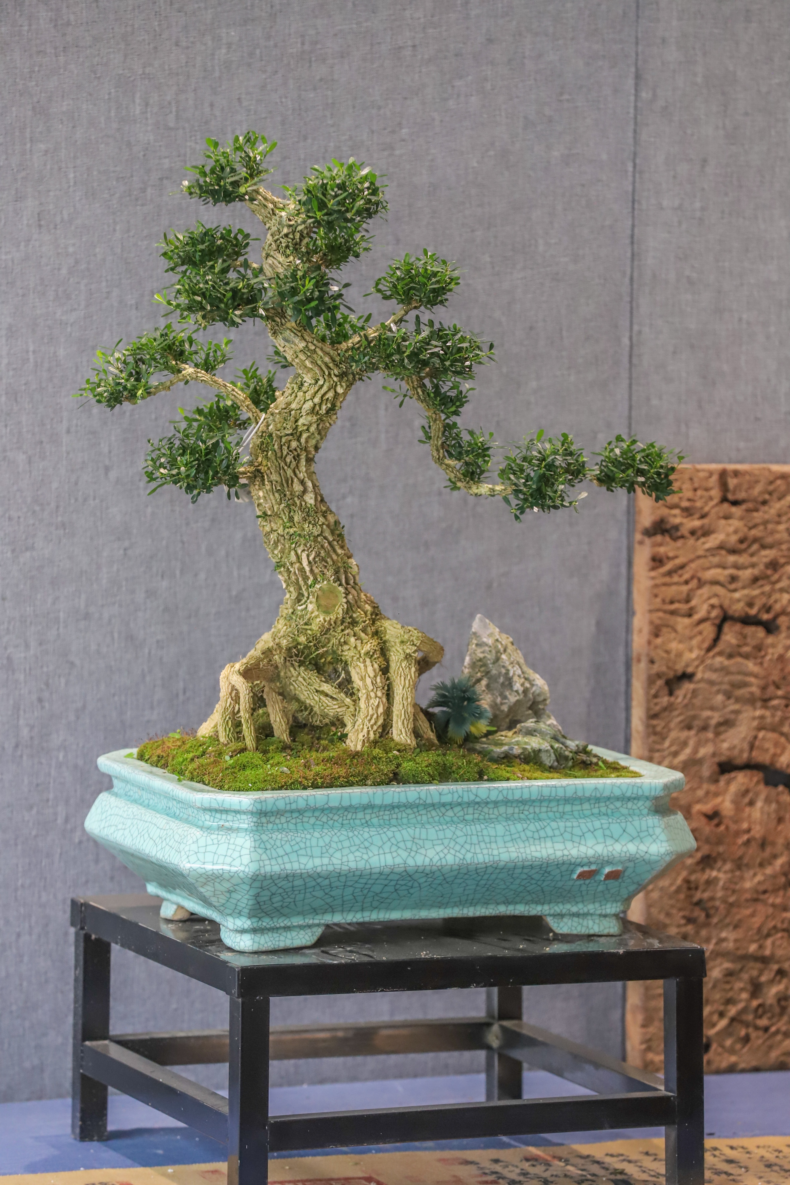 走进花果苗木之乡洪阳镇，探索“万花园”花木致富的产业密码