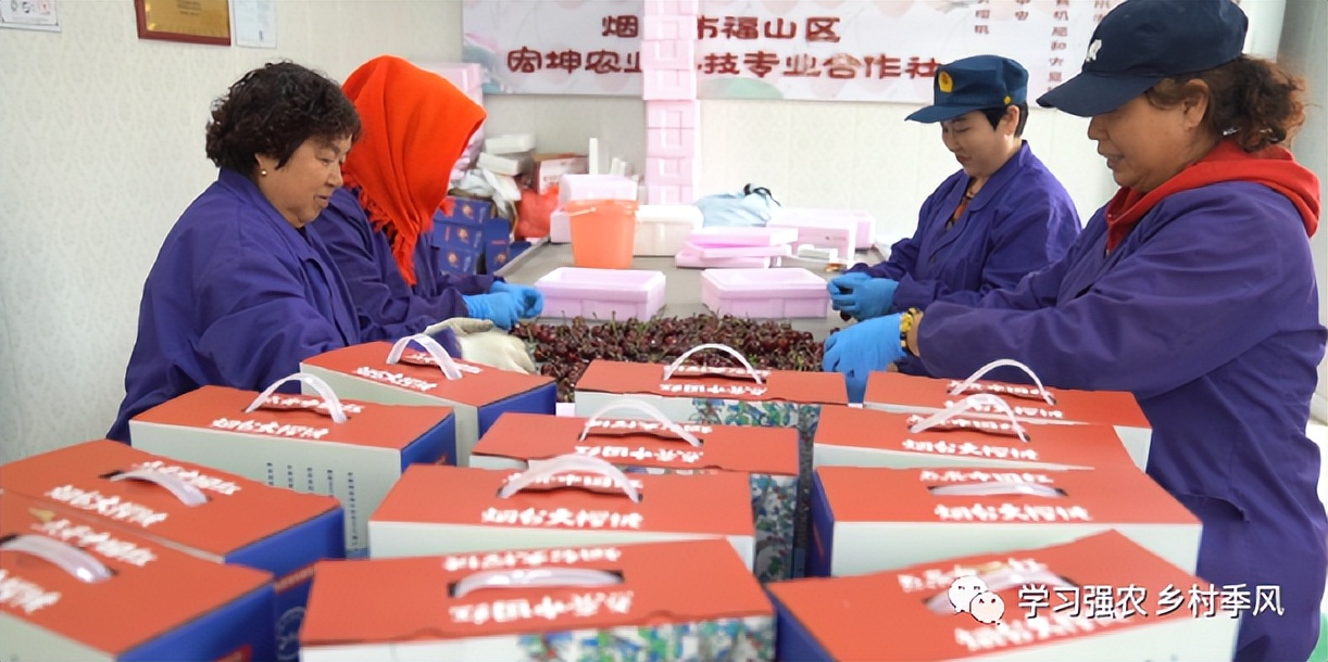 大棚樱桃还有发展趋势吗,大棚樱桃错时上市反季节