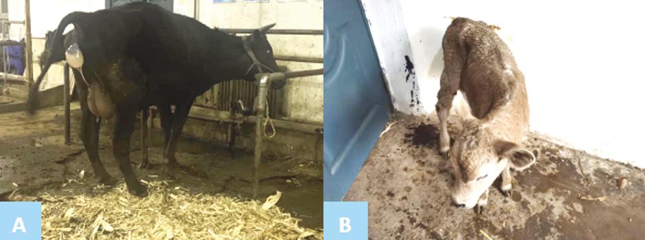 牛的剖腹手术课件ppt,牛的剖宫产手术