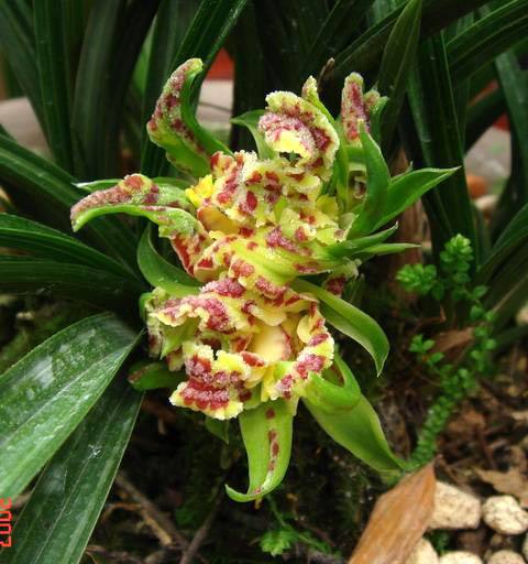 蕙兰最值钱的品种,蕙兰10大精品