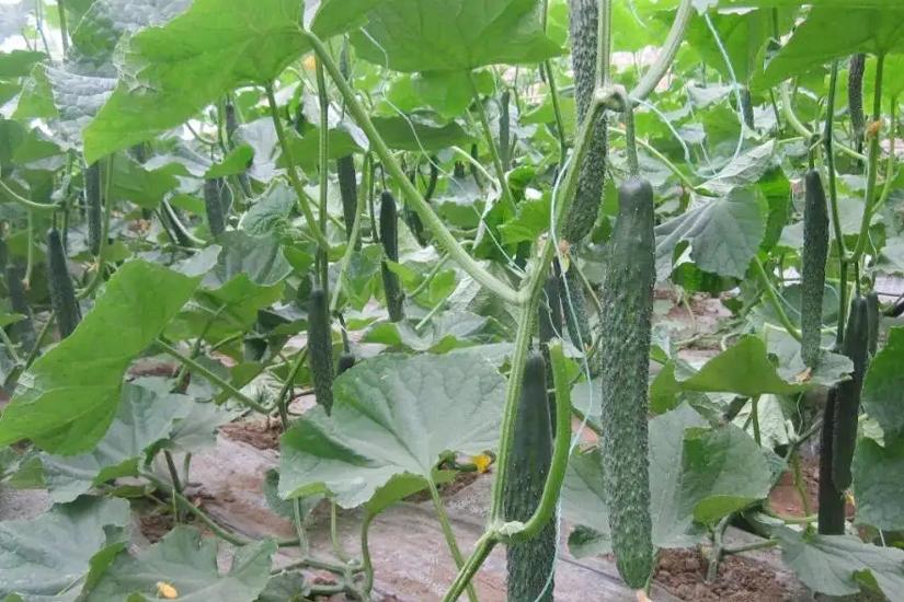 黄瓜苦味瓜的形成原因及防治方法,种植黄瓜口感涩怎么办