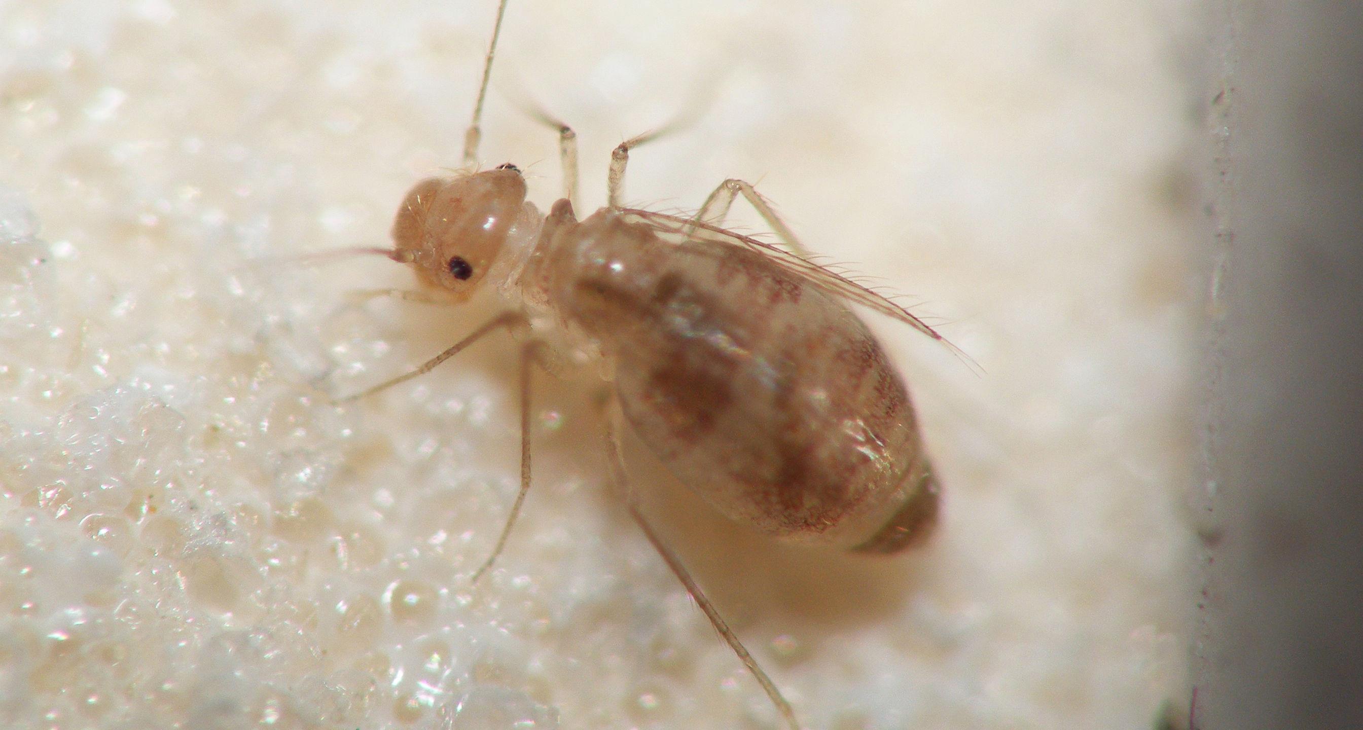 书虱小科普以及杀灭方法,书虱根除绝招