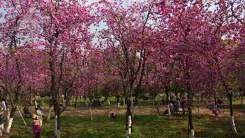 昆明春暖花开解锁春日美景好去处,春暖花开踏青好去处