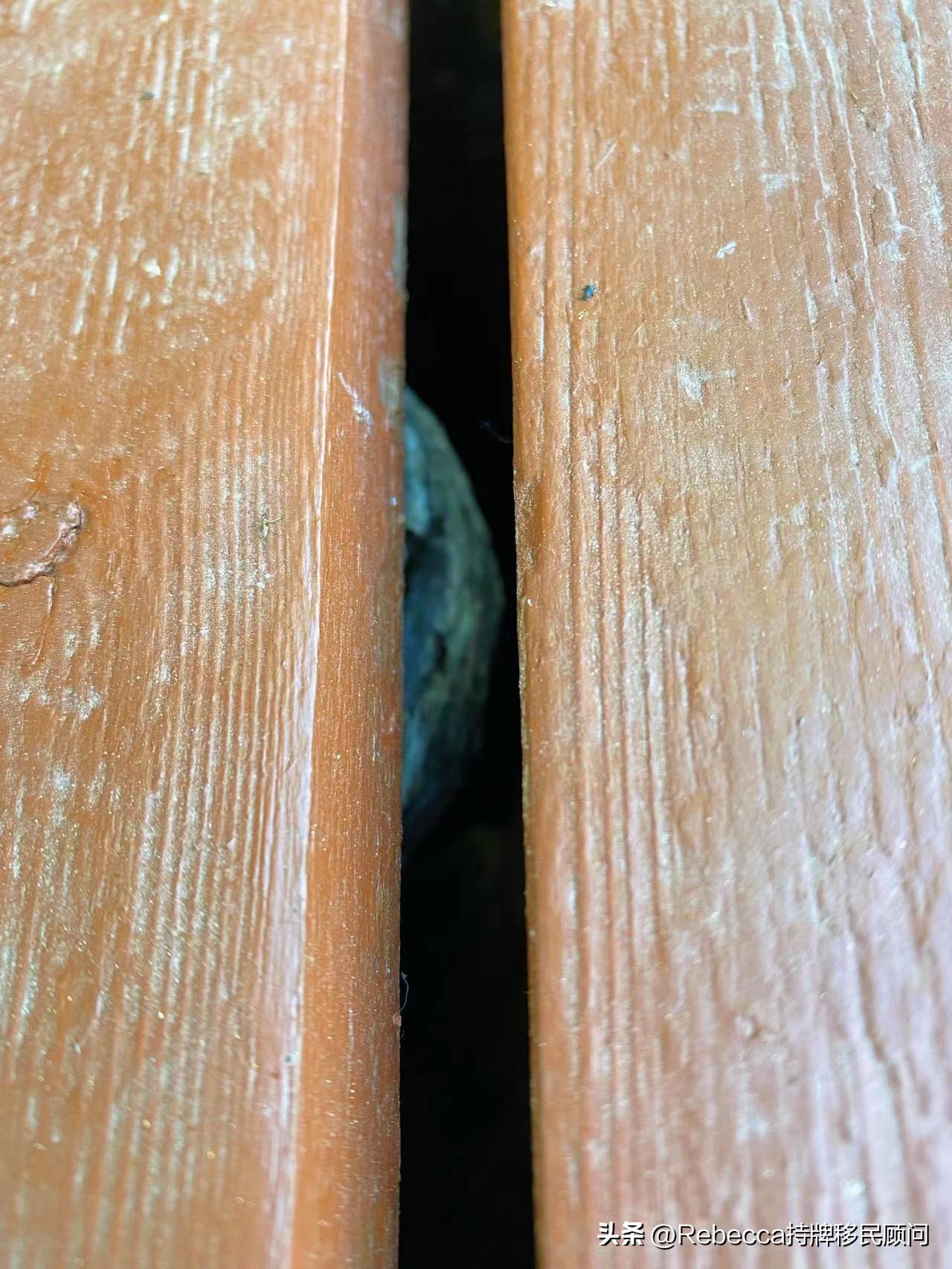 老外大量消灭马蜂,加拿大怎么除蟑螂