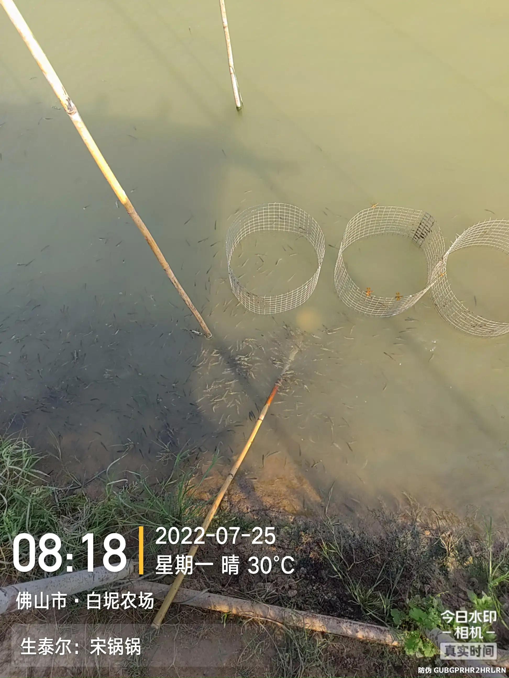 鱼弹状病毒的症状,生鱼子弹状病毒处理方案