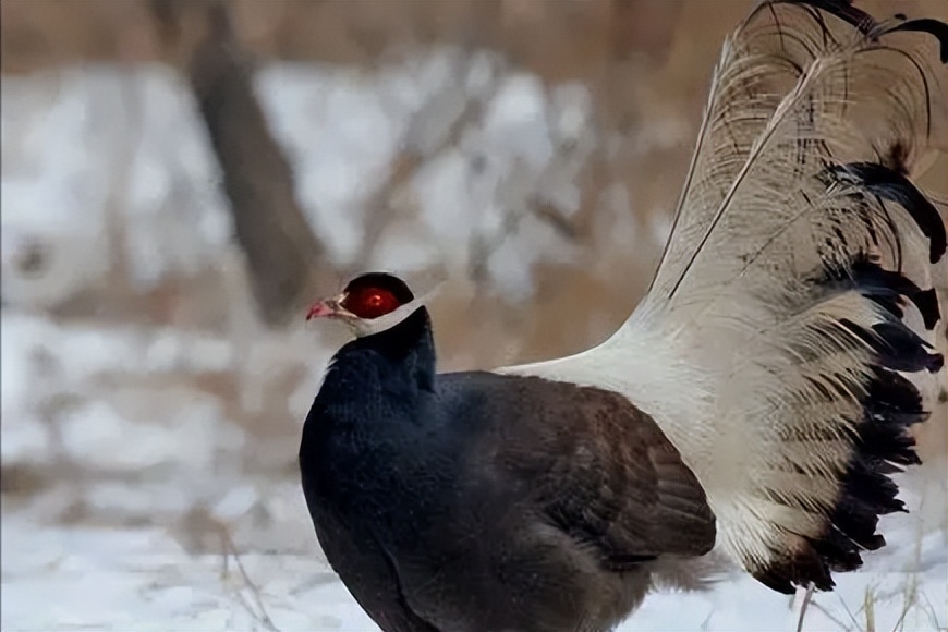 陕西农村出现巨型怪鸟,巨型鸡长500斤