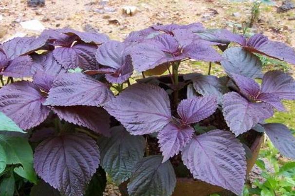 紫苏与生姜有什么作用,紫苏放生姜有什么效果