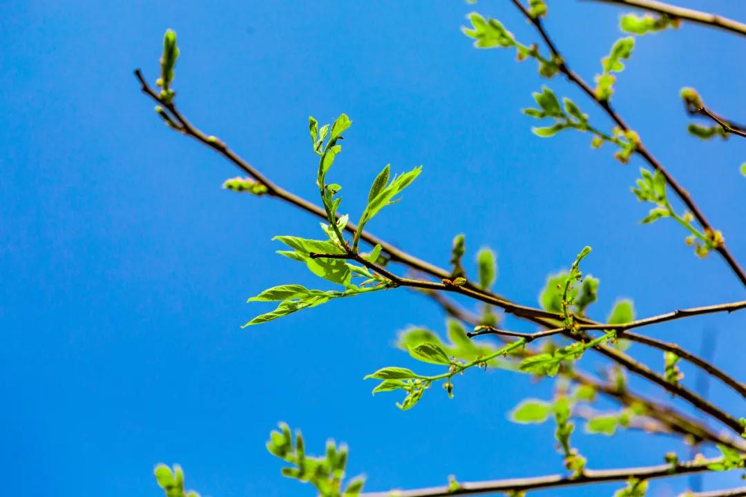 十首早春诗词送给春天,春寒料峭也动人