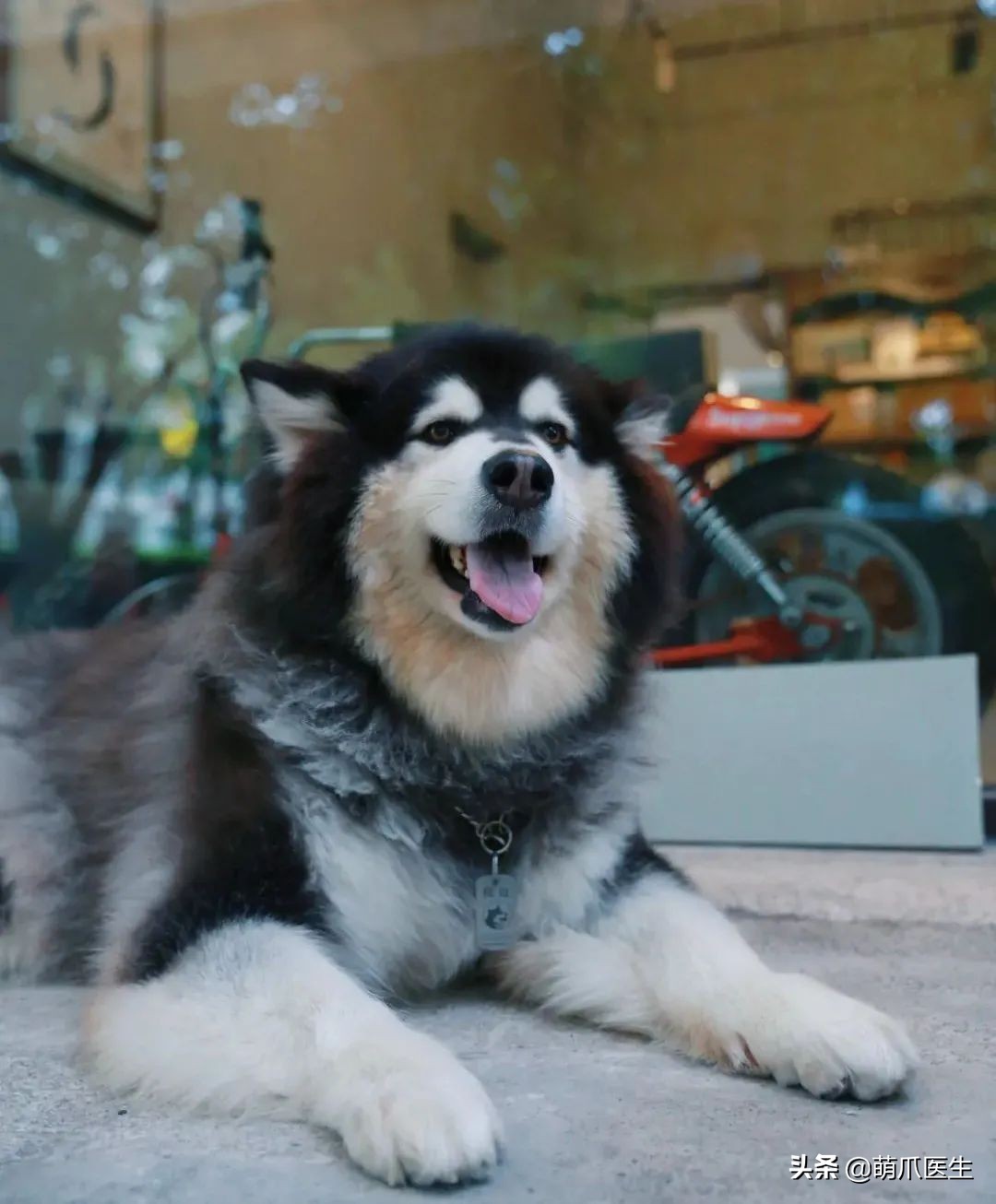 这只叫“长生”的猫咪，真实身份是美人鱼