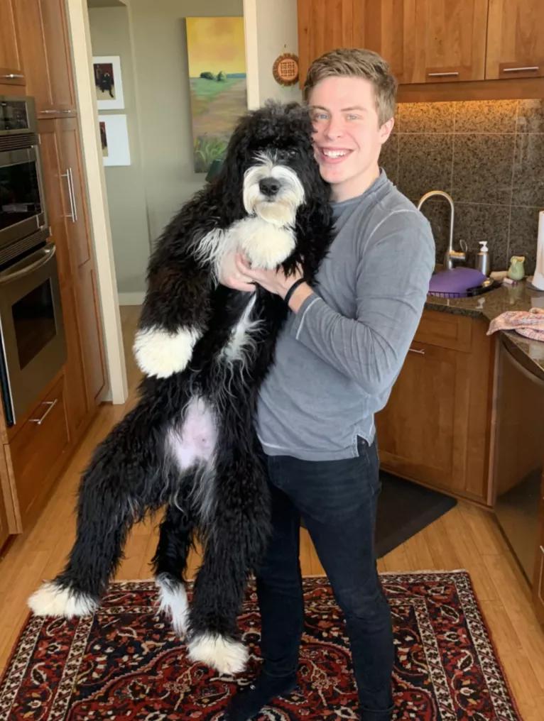 小黄狗长大的过程,小黄狗长大过程