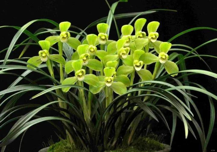 兰花宋梅的故事,宋梅故事