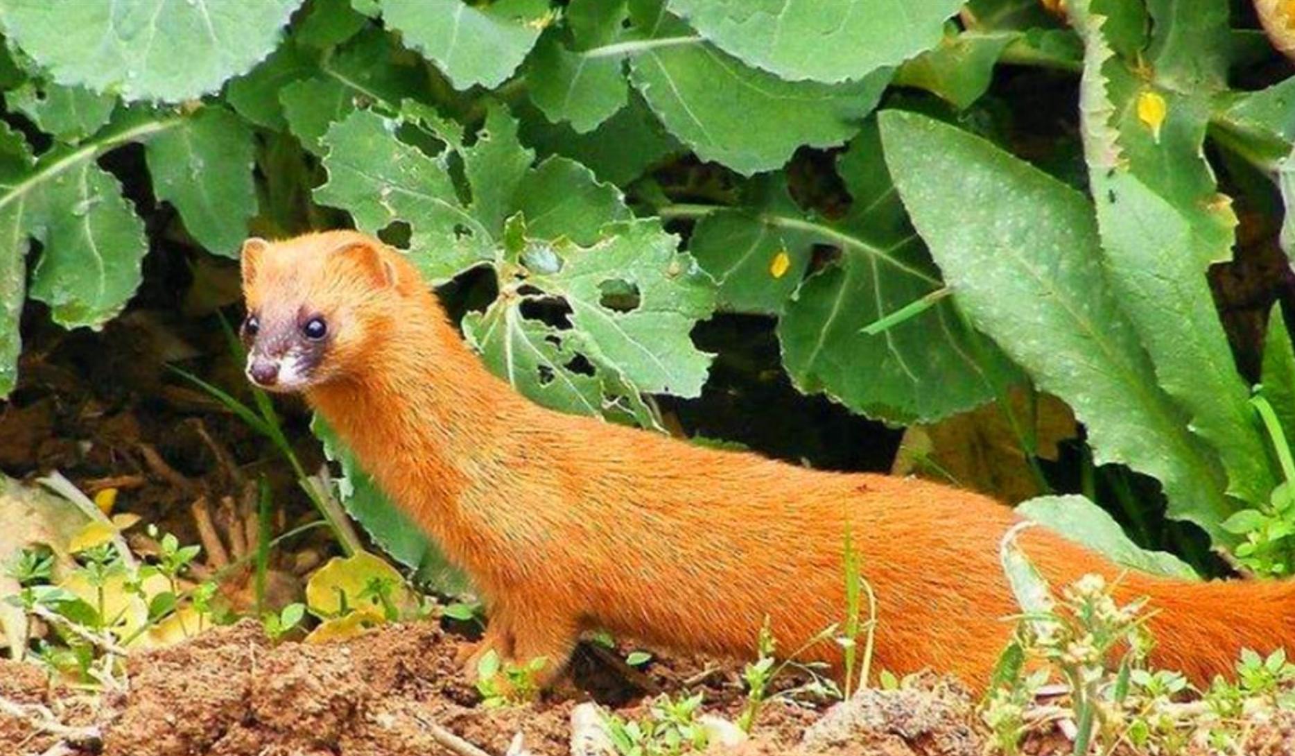 捕杀黄鼠狼违法吗,捕杀黄鼠狼怎么处罚