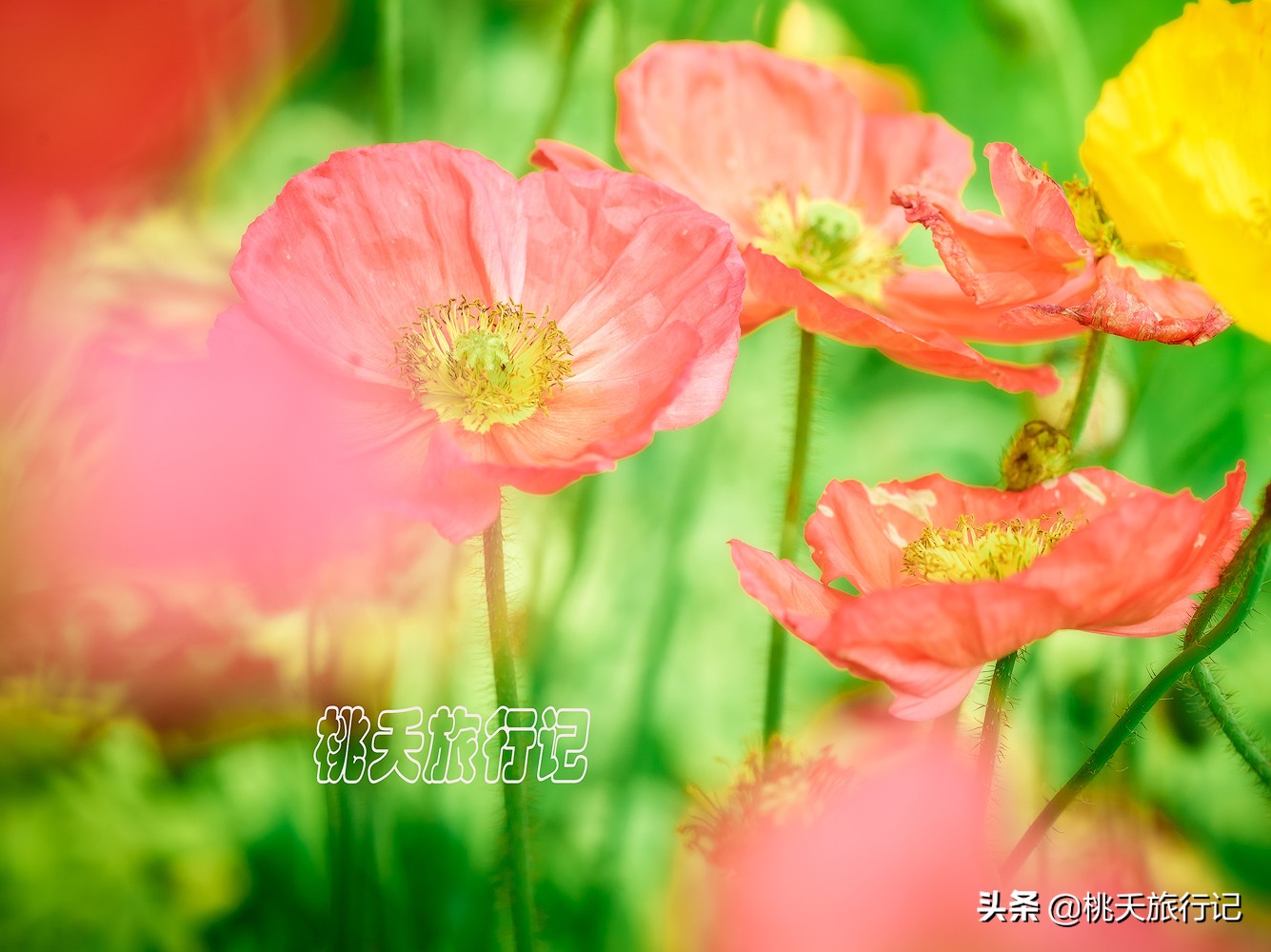 春节珠海旅游攻略三日游自由行,2019春节珠海游去哪比较好