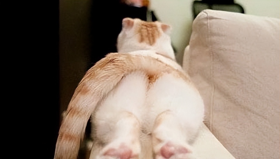 猫咪的肛门腺需要挤吗？真相来了
