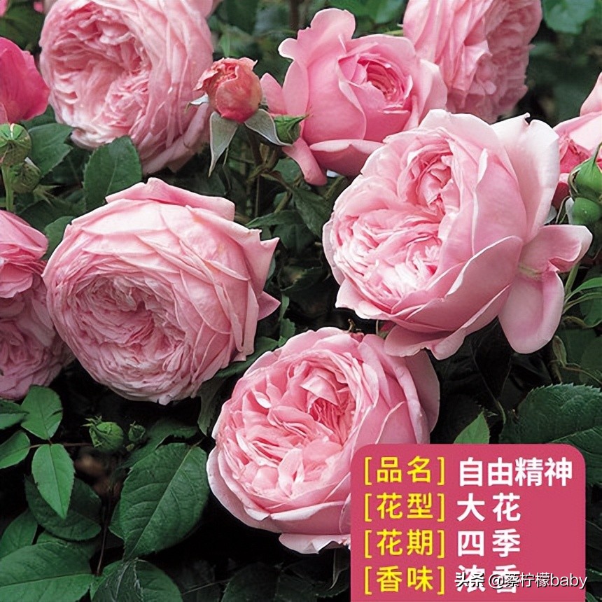 路边的蔷薇花是什么品种,哪个品种蔷薇花最好看最香