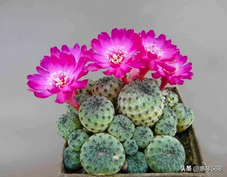 最近仙人球图片,走进仙人球分享一点仙人球小知识