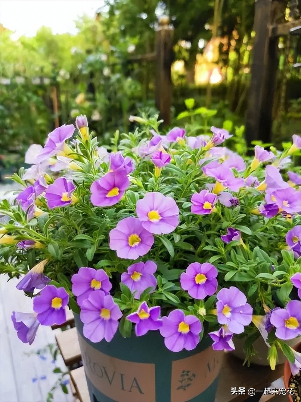 最好养又开花的四种花,五月份被公认阳台最好养的10种花