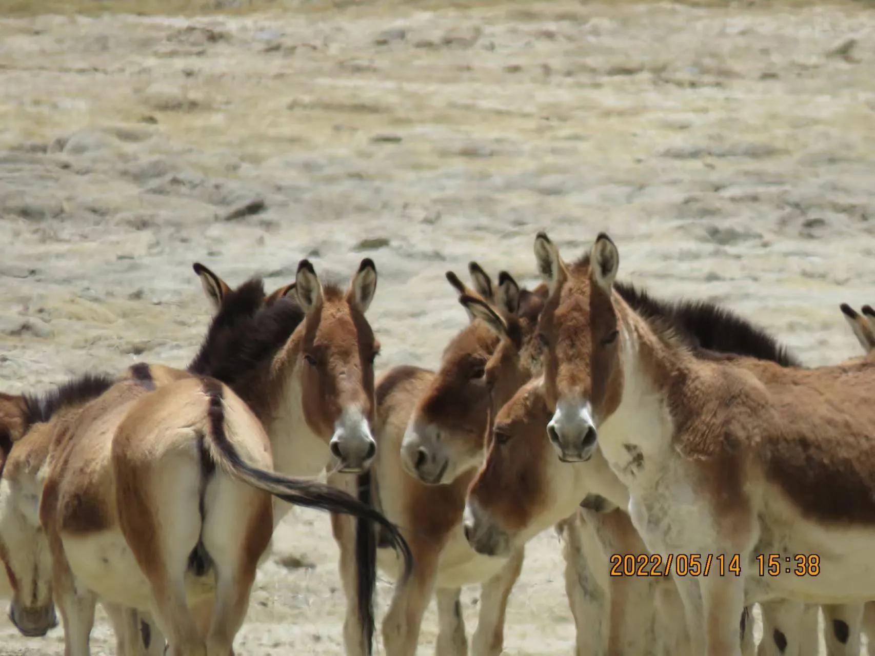 你准备好了去*藏西**吗？我有几项抗高反的建议，希望对你有帮助