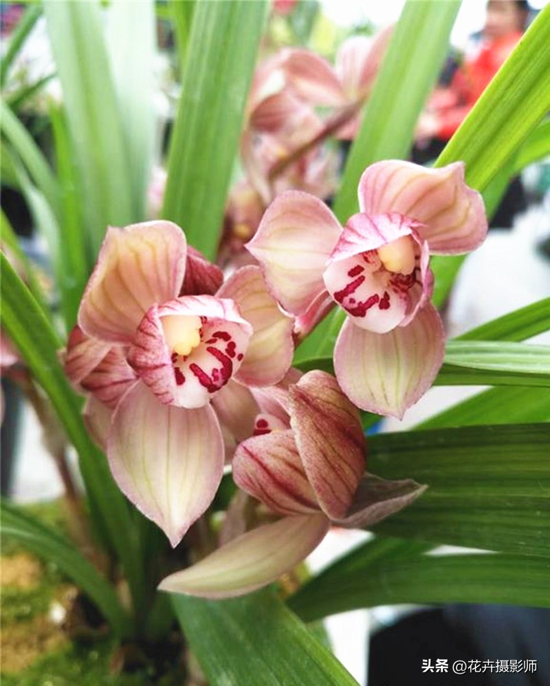 最能代表国兰风采的兰花,天下第一香兰全球最顶级兰花