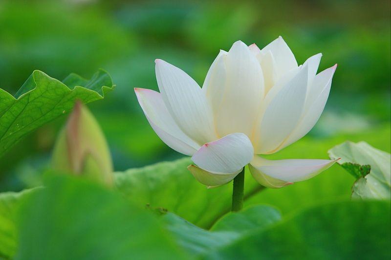 70句唯美荷花诗词,关于荷花的绝美诗句