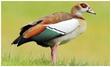 鸟类在分类学中统称为什么,鸟纲分类总表