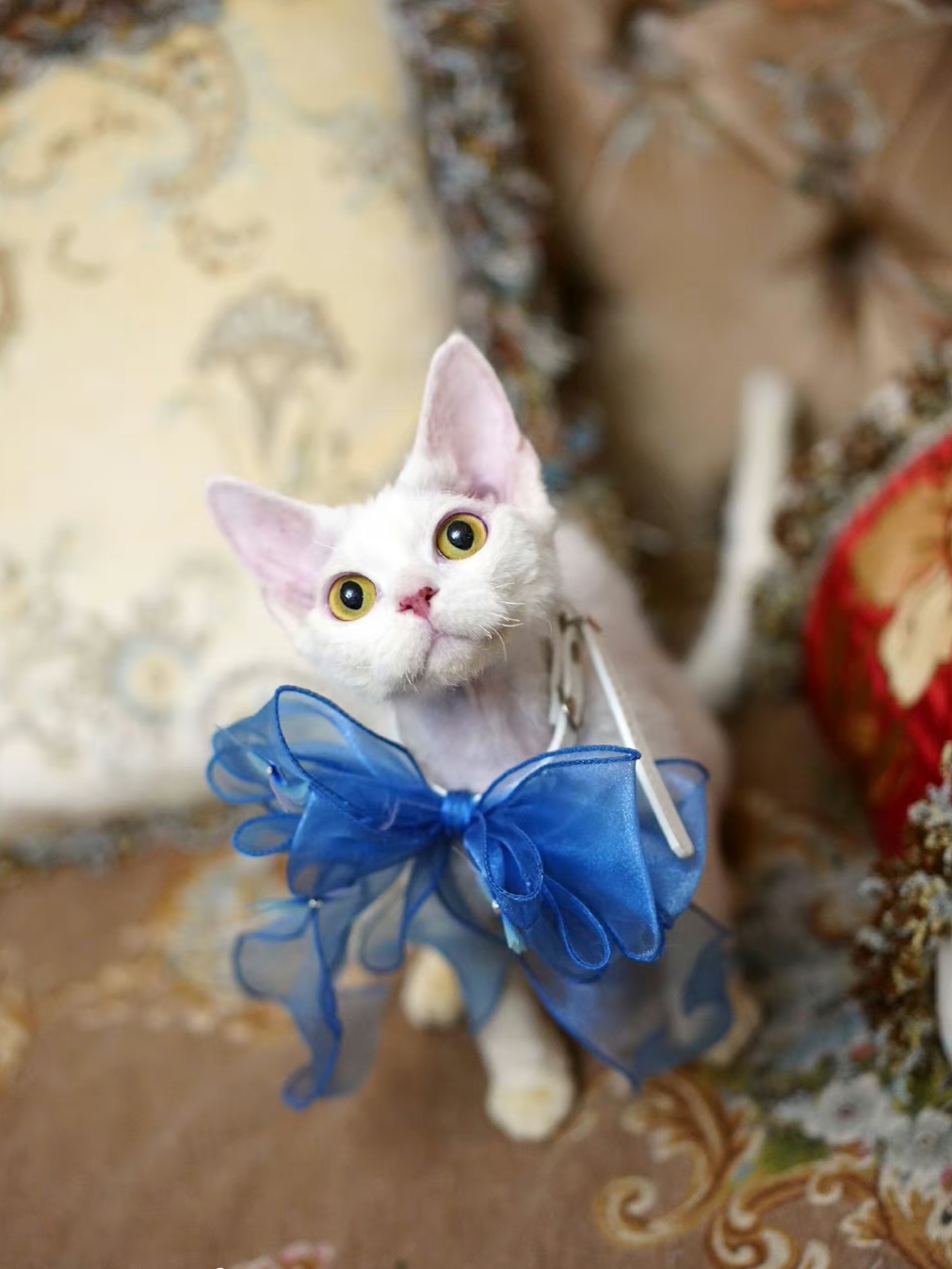 德文卷毛猫显脏的颜色,德文卷毛猫重点色会变黑吗